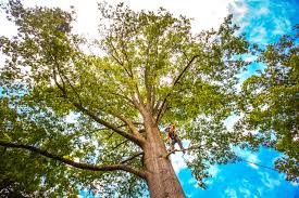 Best Residential Tree Removal  in Bellmore, NY