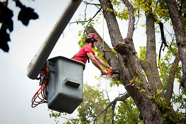 Best Tree Maintenance Programs  in Bellmore, NY